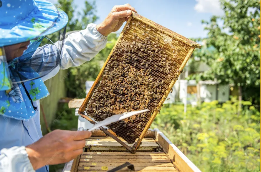 Apicoltore al lavoro con un telaino