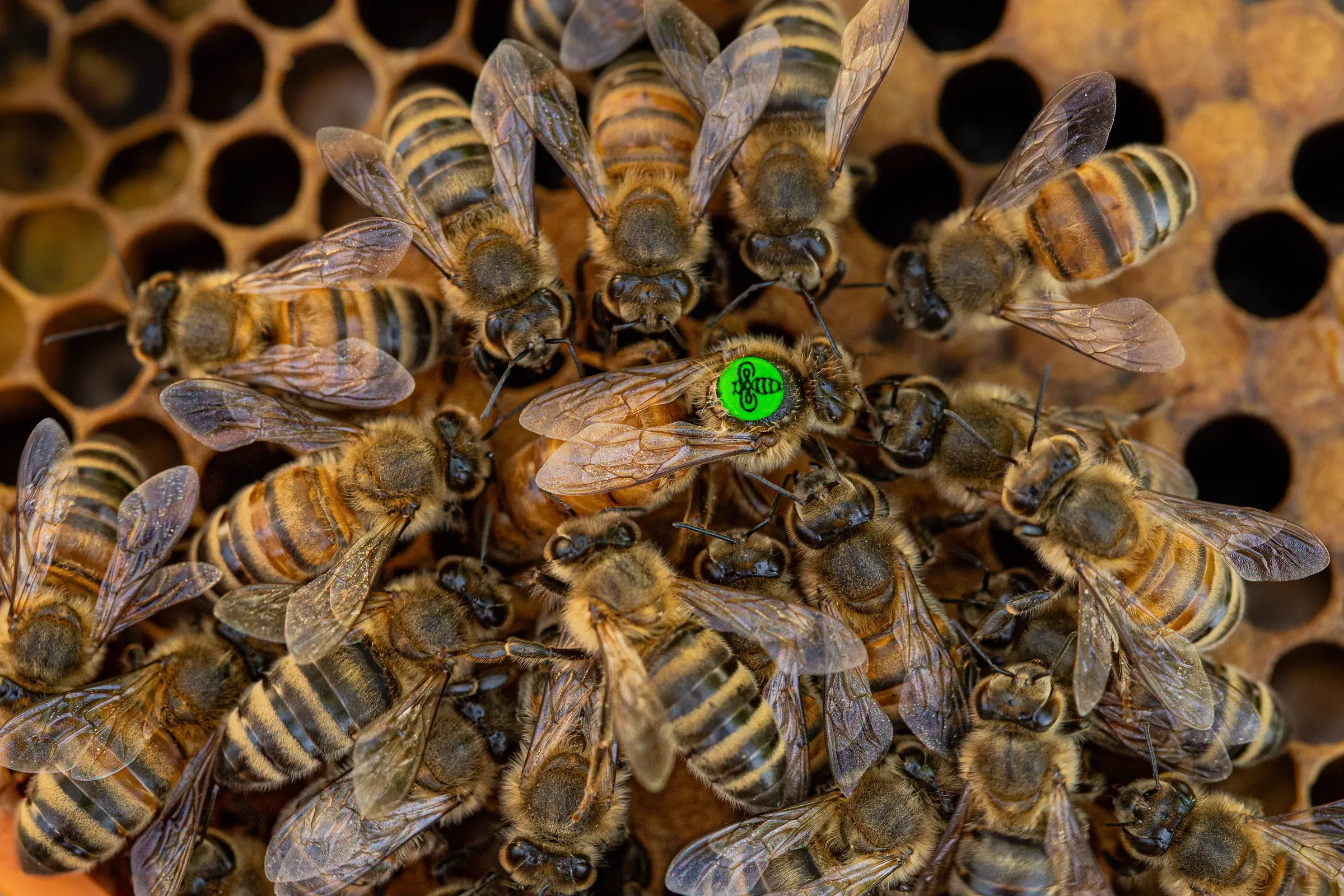 Regina marcata in verde sul favo, circondata dalle operaie