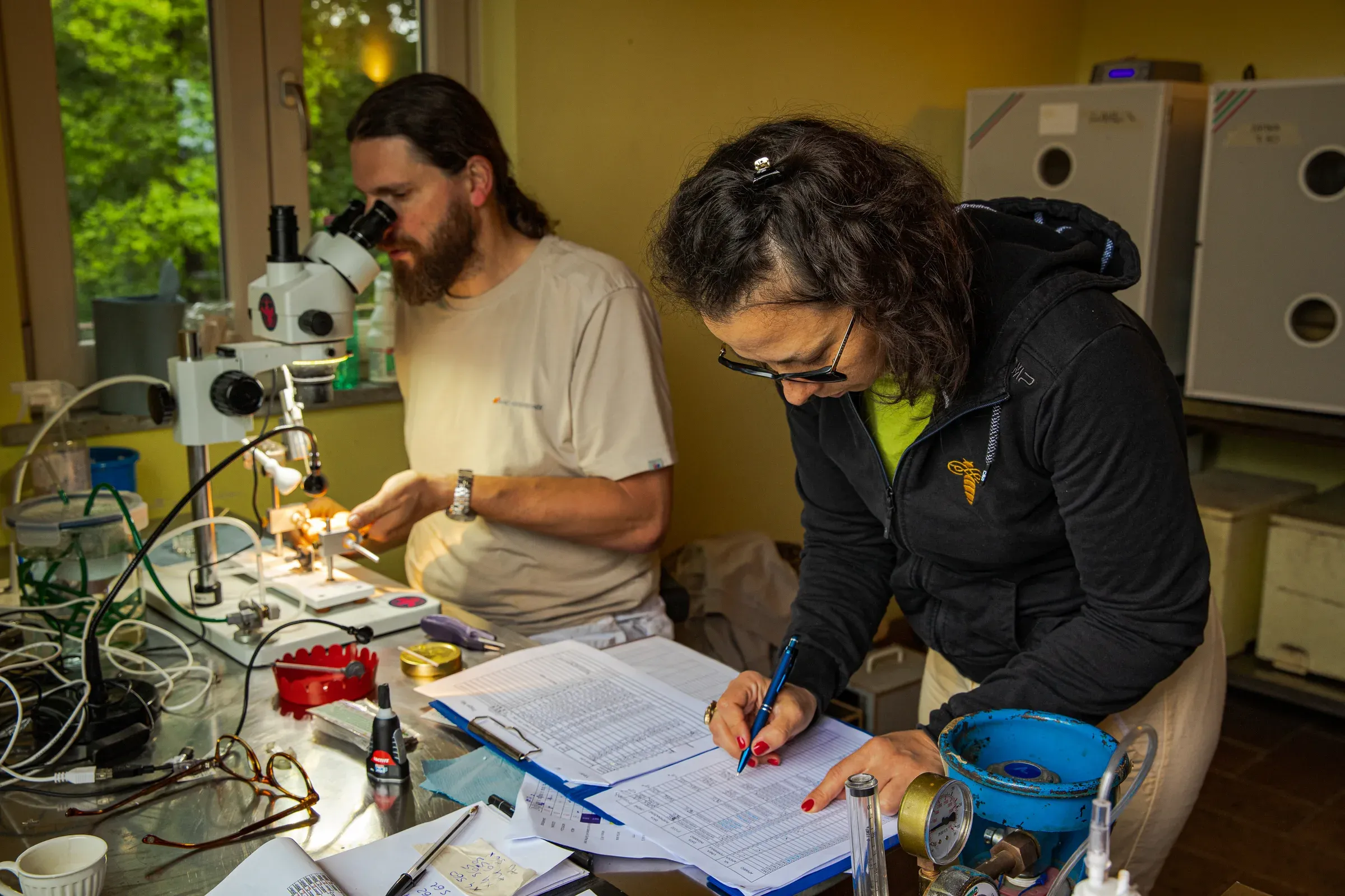 Apicoltori al lavoro in laboratorio: microscopio + raccolta dati