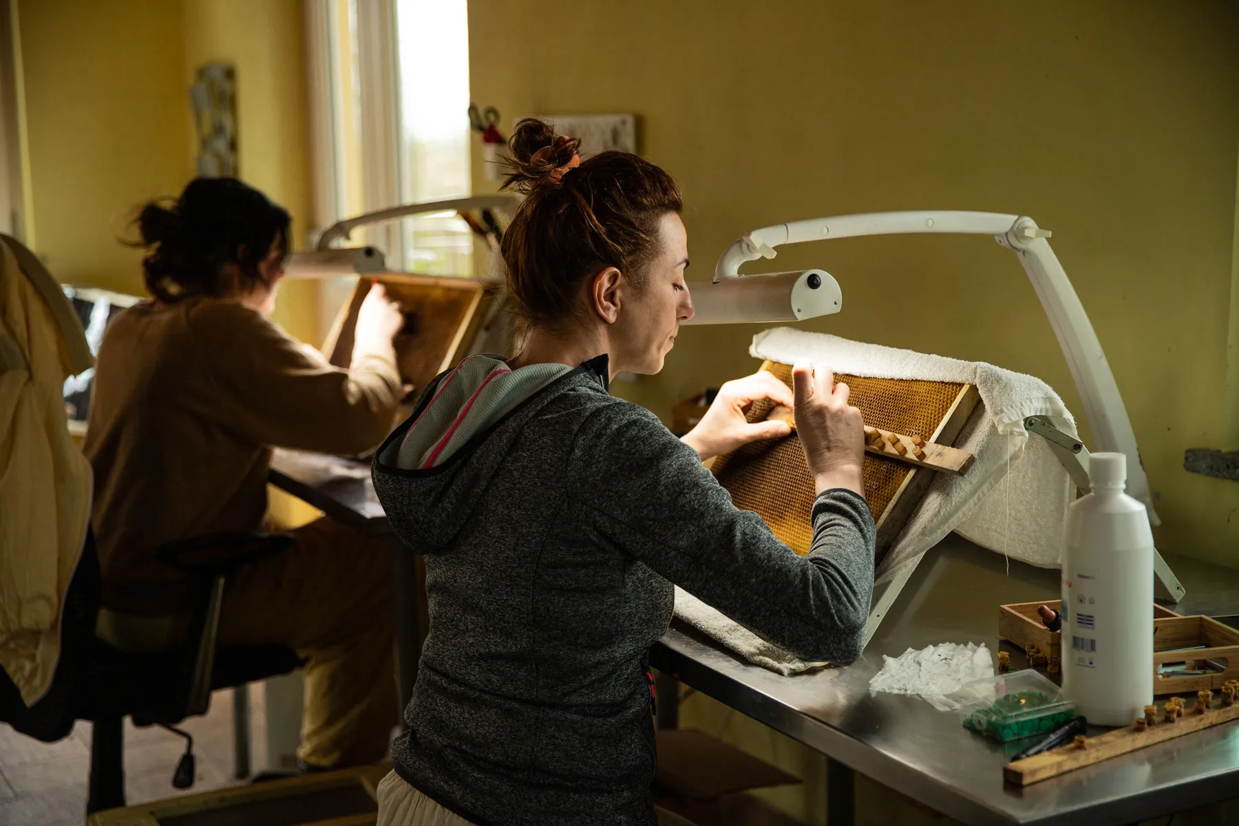 Apicoltrici al lavoro in laboratorio sulle celle di favo