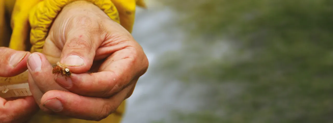 Api al lavoro nell'apiario di Tenuta il Ritiro