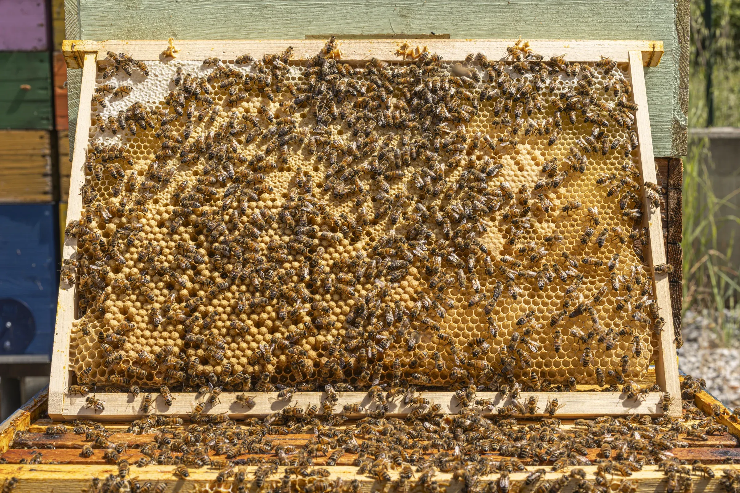 Linee maschili Buckfast — fuchi e api operaie sul favo, primo piano hi-res