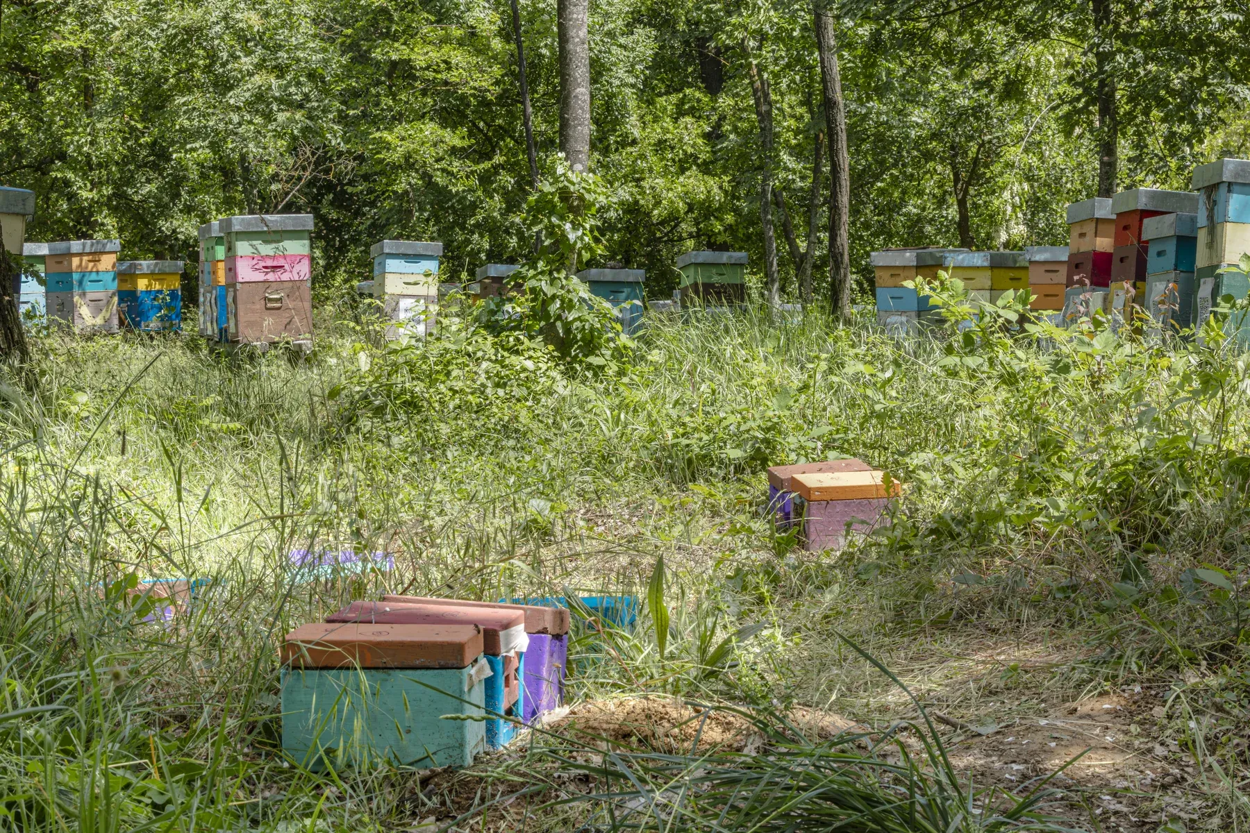 Apiario di Tenuta il Ritiro nel bosco — arnie colorate