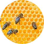 Linee Maschili