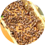 Pacchi d'api