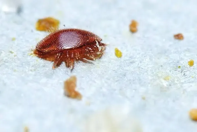 Varroa: prevenire è meglio che curare